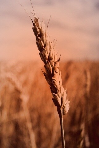 Колосок обои