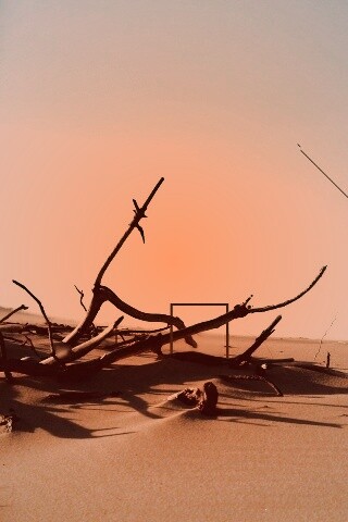 Сухостой в песках обои