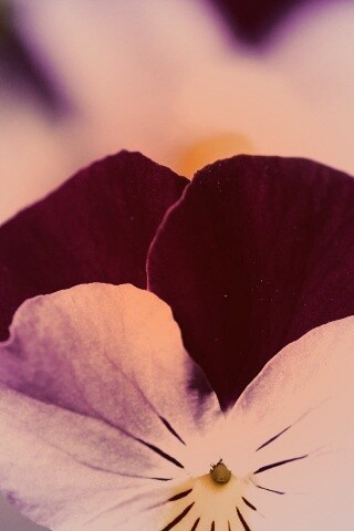 Фиолетовые цветы обои