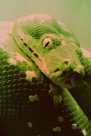 Зелёный питон обои