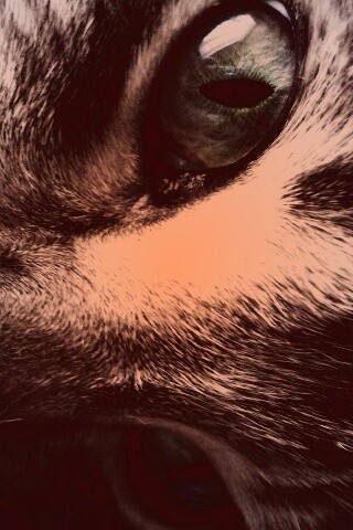 Мордашка кота крупным планом обои