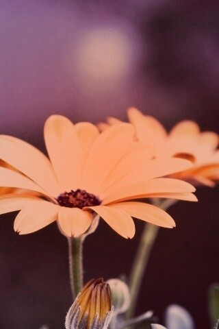 Три желтых цветка обои