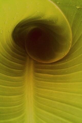 Свернутый в трубочку лист обои