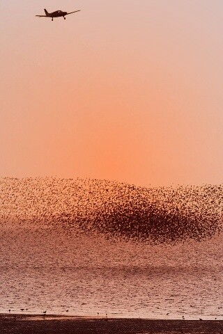 Взлетающая стая птиц обои