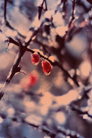Замерзшие ягоды обои