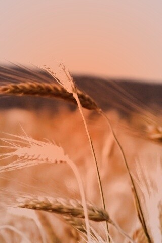 Колоски на ветру обои