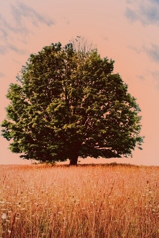 Зеленое дерево в желтом поле обои
