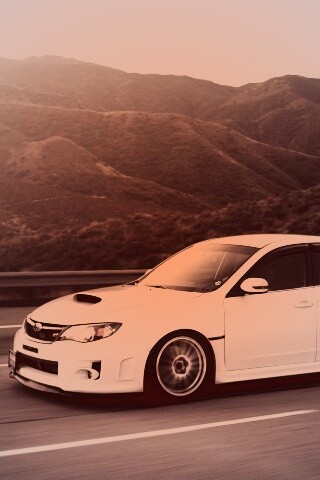 Белый субарь на тарссе обои