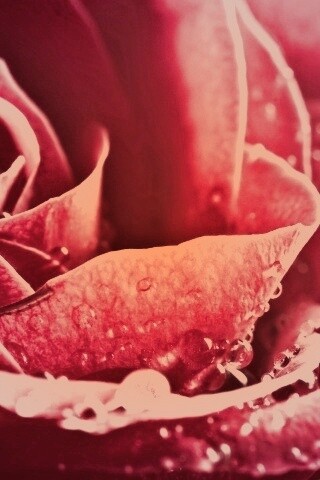 Капли на бутоне розы обои