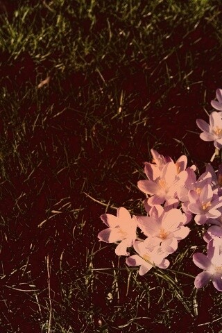 Фиалки на траве обои