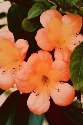 Оранжевые цветочки обои