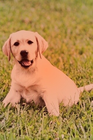 Щенок лабрадора в траве обои