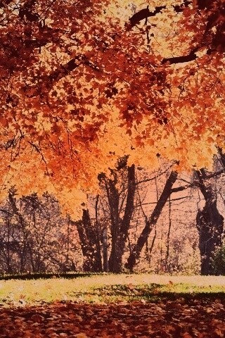 Размашистое осеннее дерево обои