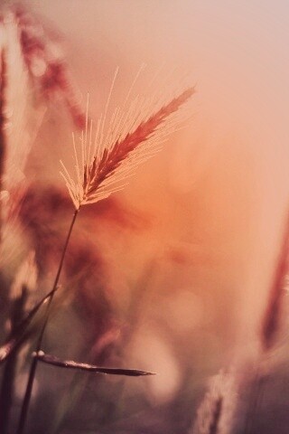 Травинки на солнце обои