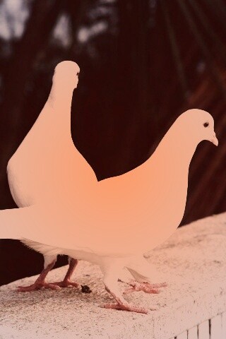 Два белых голубя обои