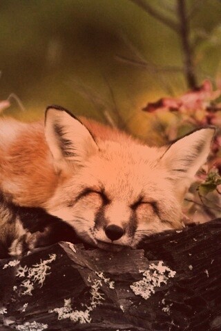 Спящая лиса обои