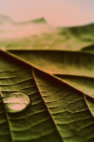 Капля на листе обои