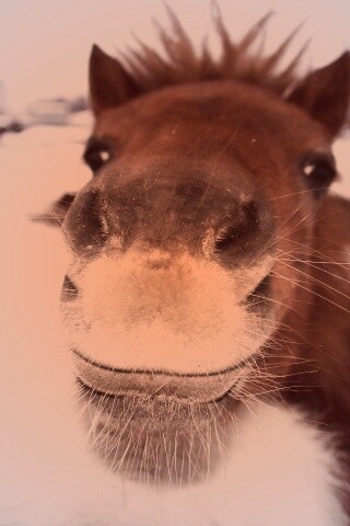 Морда пони обои