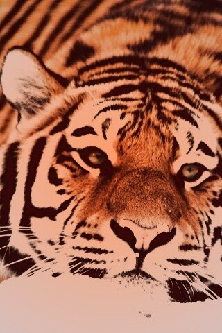 Тигр в снегу обои