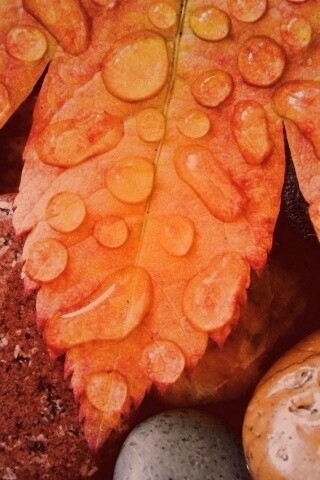 Мокрые листья на камнях обои