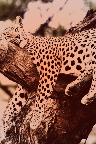 Спящий гепард обои