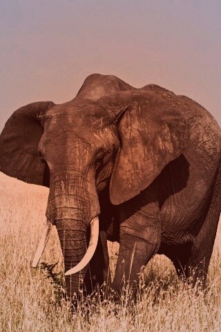 Африканский слон обои