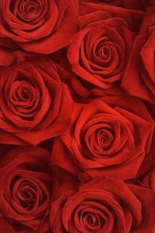 Букет красных роз обои