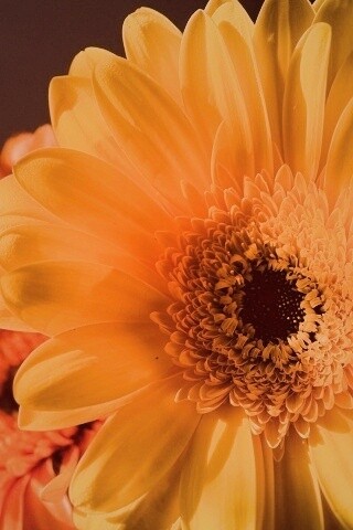 Желтый гербер обои