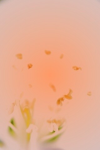 Желтые тычинки обои