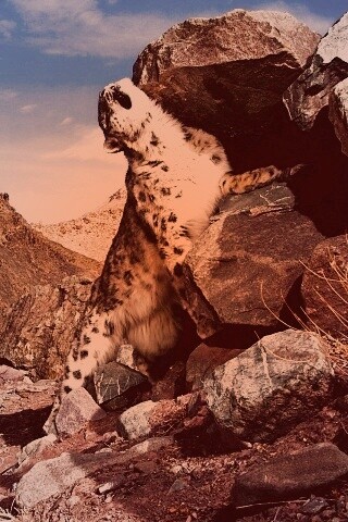 Барс чешется о камни обои