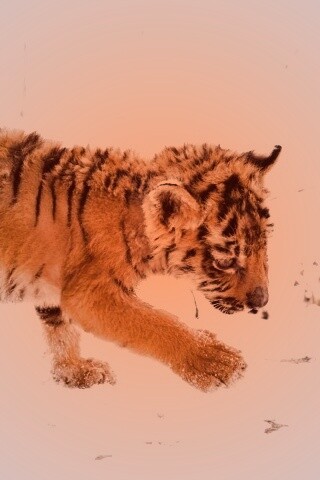 Тигренок на снегу обои