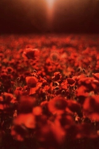 Маки в полях обои