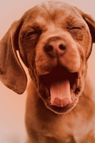 Зевающий щенок обои