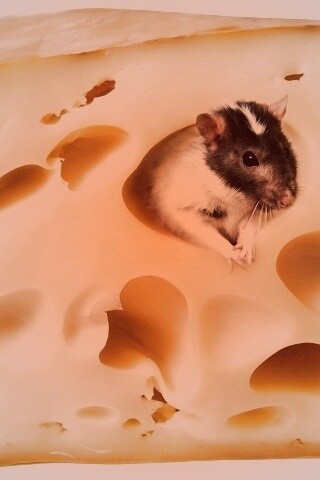 Мышка в сыре обои