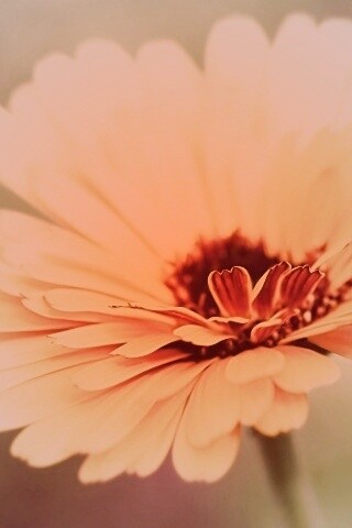 Желтый гербер обои