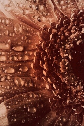 Капли на лепестках гербера обои