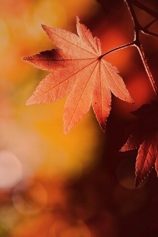 Осенние листья обои