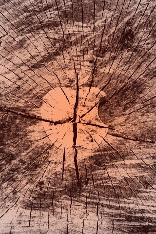 Логотип Apple на бревне обои