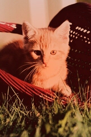 Рыжий котенок в корзине обои