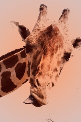 Жираф показывает язык обои