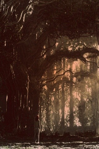 Одна в сумеречном лесу обои