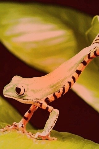 Лягушка переползает с листа на лист обои