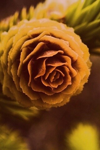 Молодая шишка обои