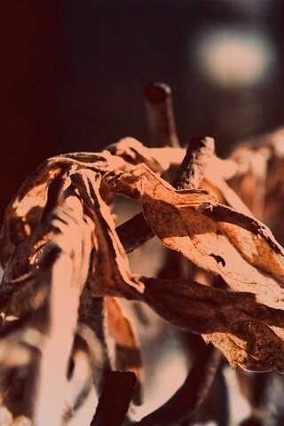 Сухие листья на железном заборе обои