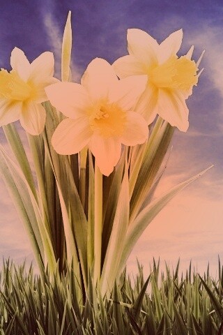 Букет цветов в траве обои