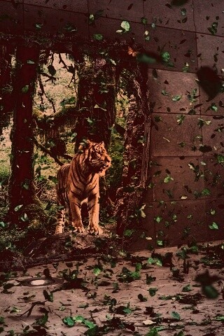 Портал в джунги обои