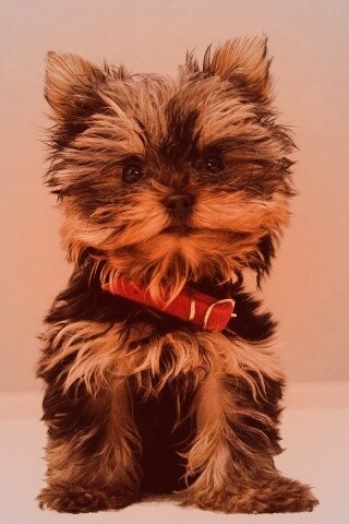 Щенок в красном ошейнике обои