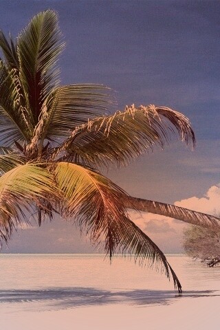 Пальма над водой обои