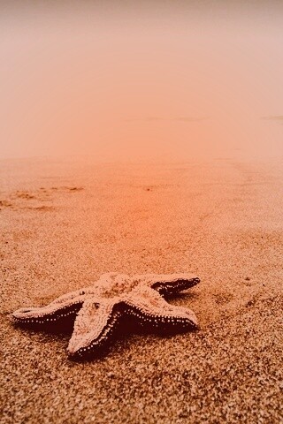 Морская звезда на бесконечном пляже обои