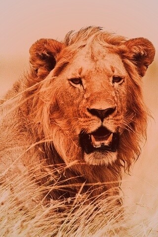 Ярко оранжевый лев обои